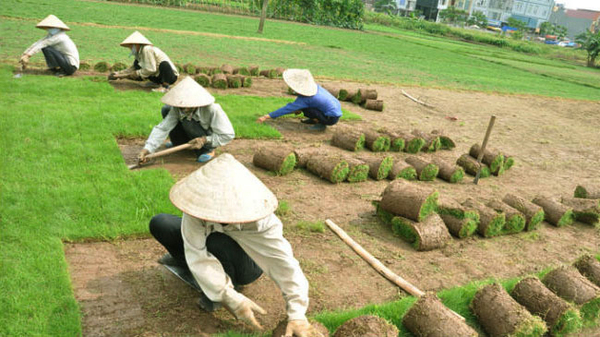 Dịch vụ trồng cây xanh, trồng cỏ