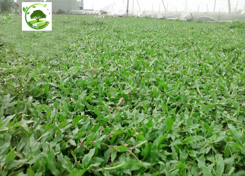 Dịch vụ trồng cỏ lá gừng