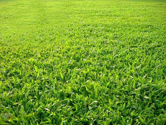 Dịch vụ trồng cỏ lá gừng