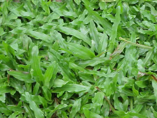 Dịch vụ trồng cỏ lá gừng