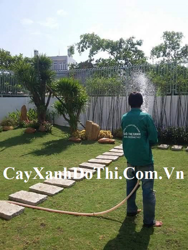 Dịch vụ tưới nước cây xanh