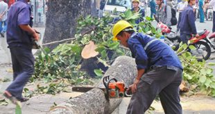 Dịch vụ chặt cây