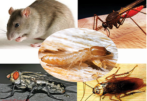 Dịch vụ diệt chuột