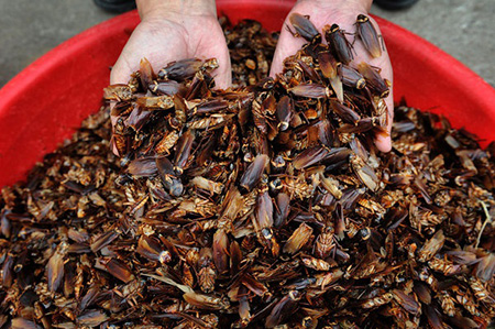 Dịch vụ diệt gián