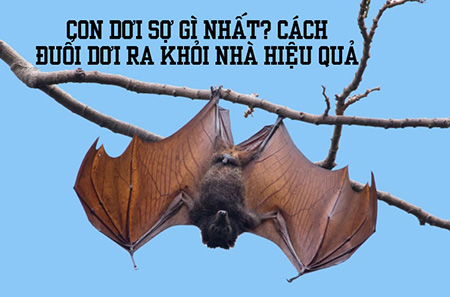 Dịch vụ diệt dơi