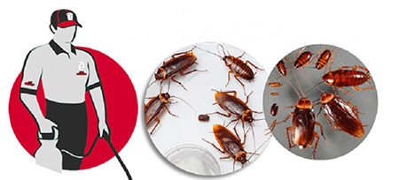Dịch vụ diệt gián