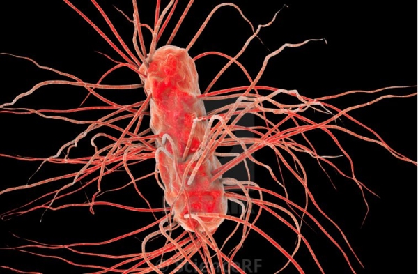 Diệt khuẩn E.Coli gà thịt