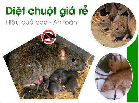 Dịch vụ dietj chuột