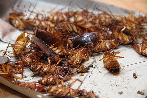 Dịch vụ diệt gián