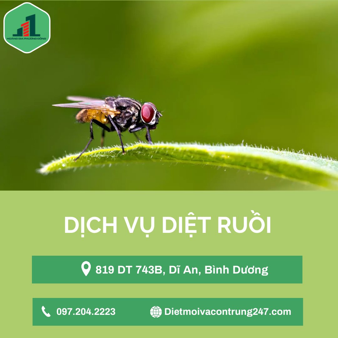 Dịch vụ diệt ruồi