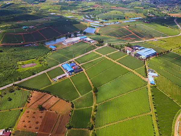 Đồi trà và nhà máy
