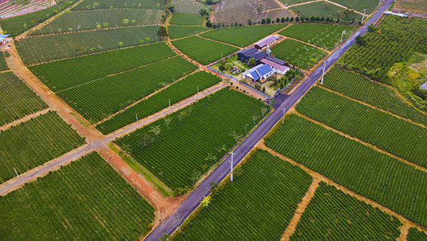 Đồi trà và nhà máy