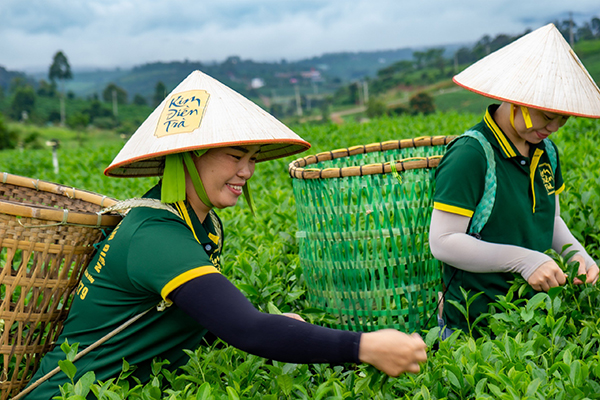 Đồi trà và nhà máy