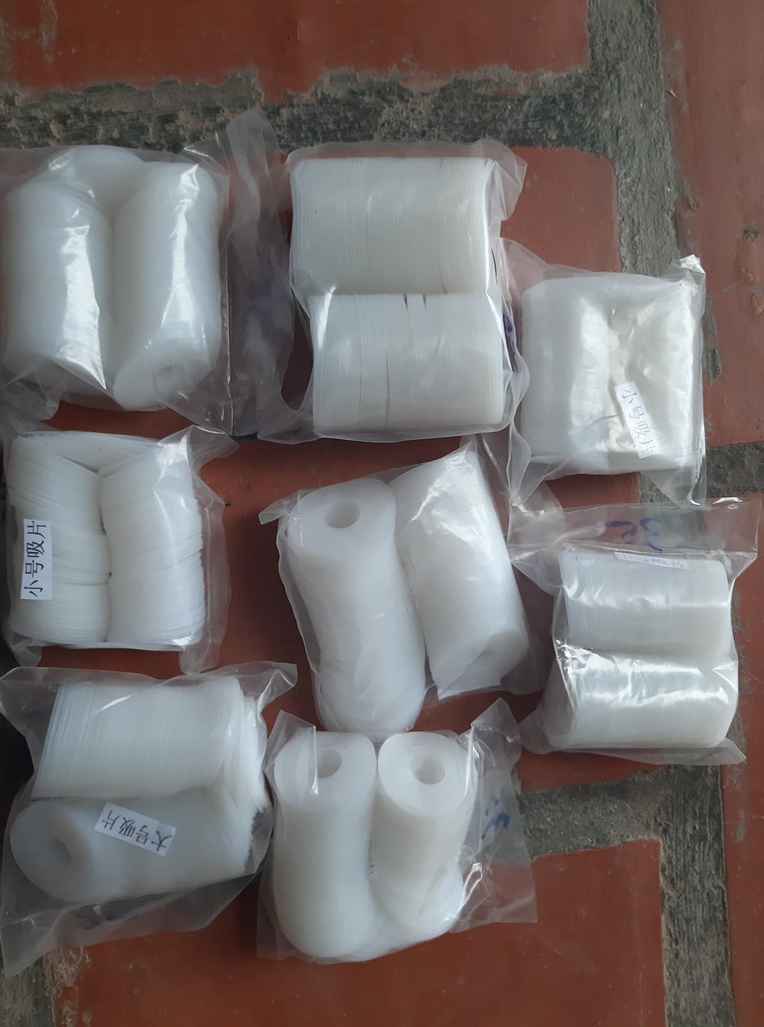 Núm đồng tiền trắng