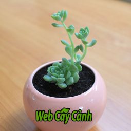 Cây cảnh