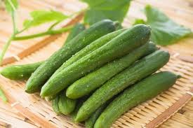 Chăm bón cây dưa chuột