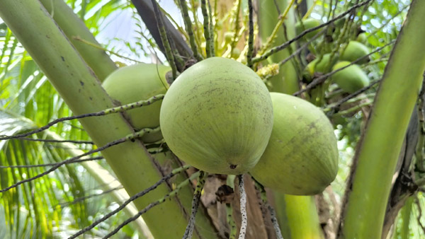 Dừa