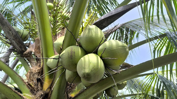 Dừa