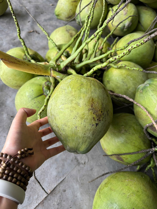 Dừa