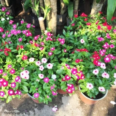Dừa cạn