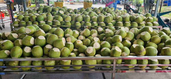 Dừa xiêm