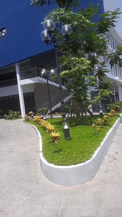 Duy tu cây cảnh