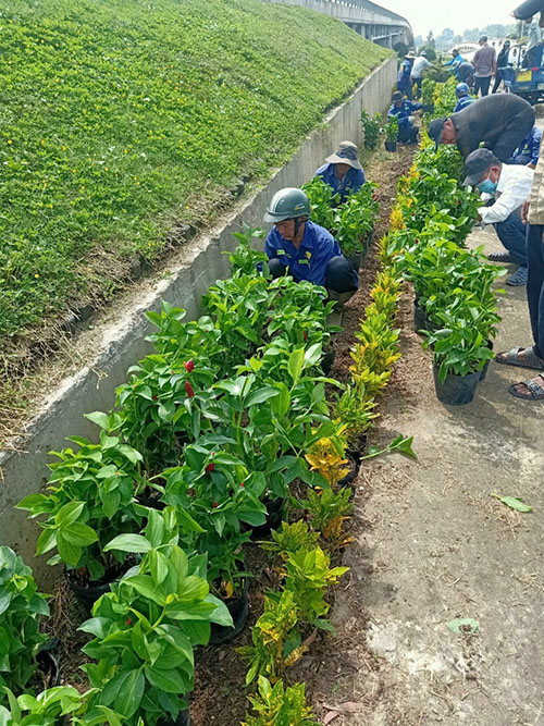 Dịch vụ cây xanh