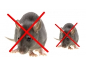 Dịch vụ diệt chuột