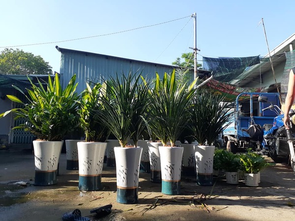 Dịch vụ cho thuê cây xanh văn phòng