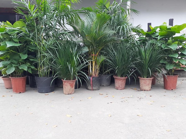 Dịch vụ cho thuê cây xanh văn phòng