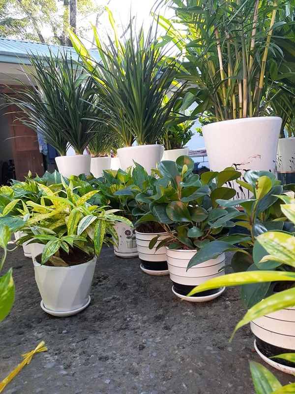 Dịch vụ cho thuê cây xanh văn phòng