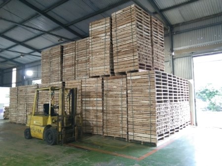 Pallet gỗ keo