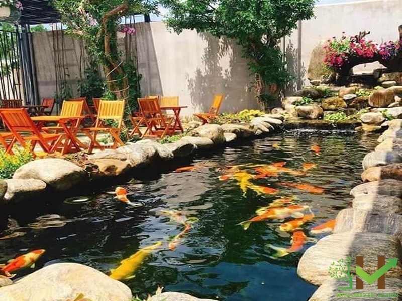 Thiết kế thi công hồ cá koi
