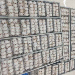 Bạch tuộc lạnh làm sạch nguyên con