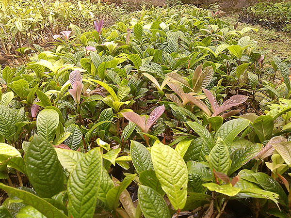 Cây gỗ nhỏ