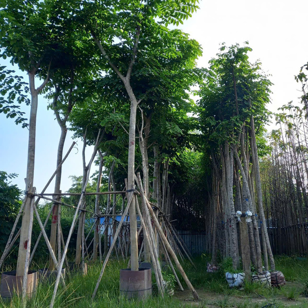 Giáng hương
