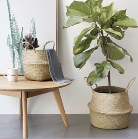 Giỏ cói trồng cây