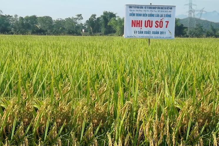 Giống lúa Nhị ưu số 7