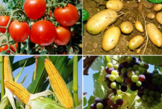Bảo hộ giống cây trồng