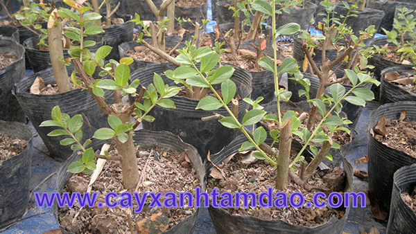 Giống cây tường vi