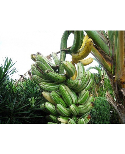 Giống chuối Florida nuôi cấy mô