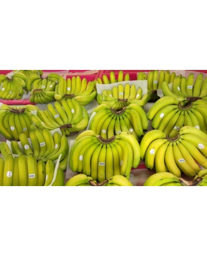 Giống chuối Laba nuôi cấy mô