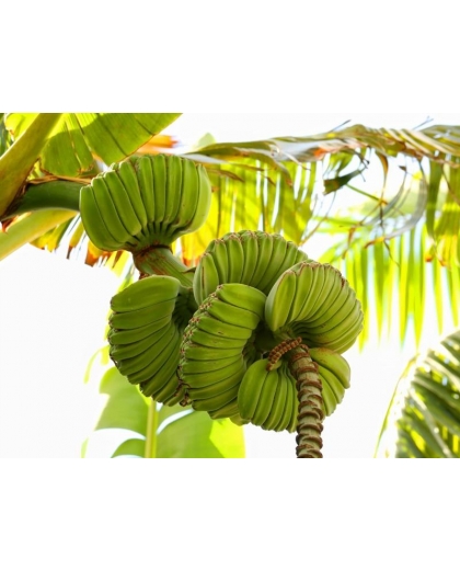 Giống chuối bàn tay phật nuôi cấy mô