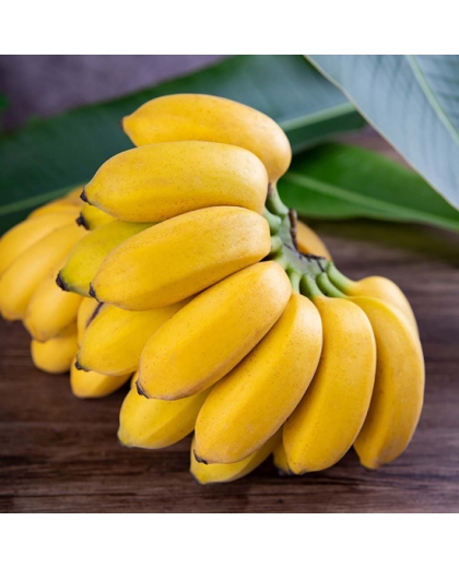 Giống chuối câu mẫn nuôi cấy mô