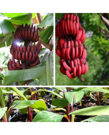Giống chuối đỏ nuôi cấy mô