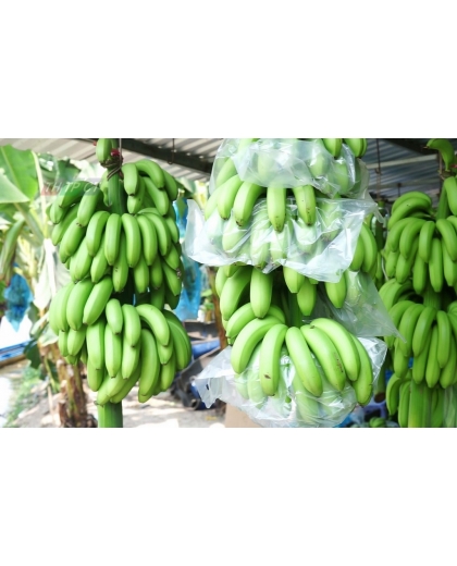 Giống chuối già Nam Mỹ nuôi cấy mô