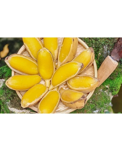 Giống chuối sáp nuôi cấy mô