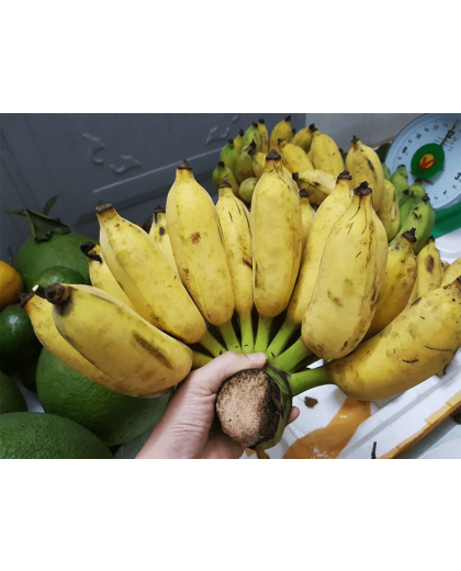 Giống chuối xiêm nuôi cấy mô