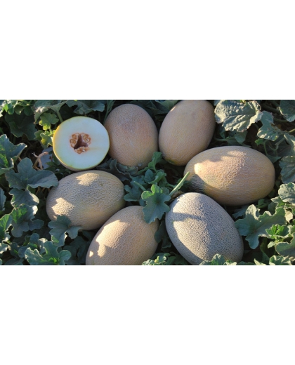 Giống dưa lưới Ananas