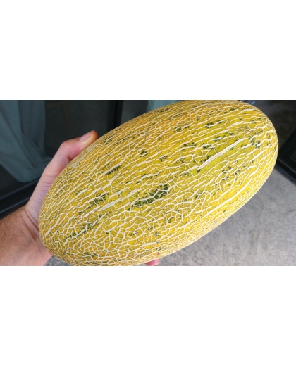 Giống dưa lưới Hami
